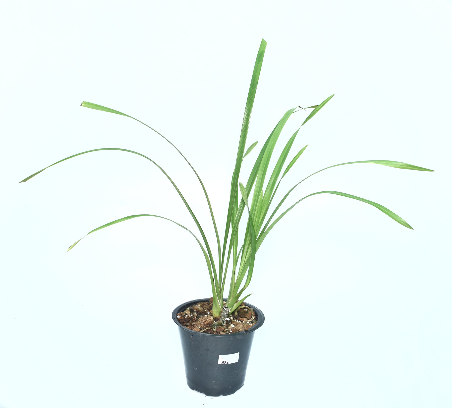Cymbidium Dr Pepper 'Steve' Orchid - Rich and Luscious Blooms for Your Space