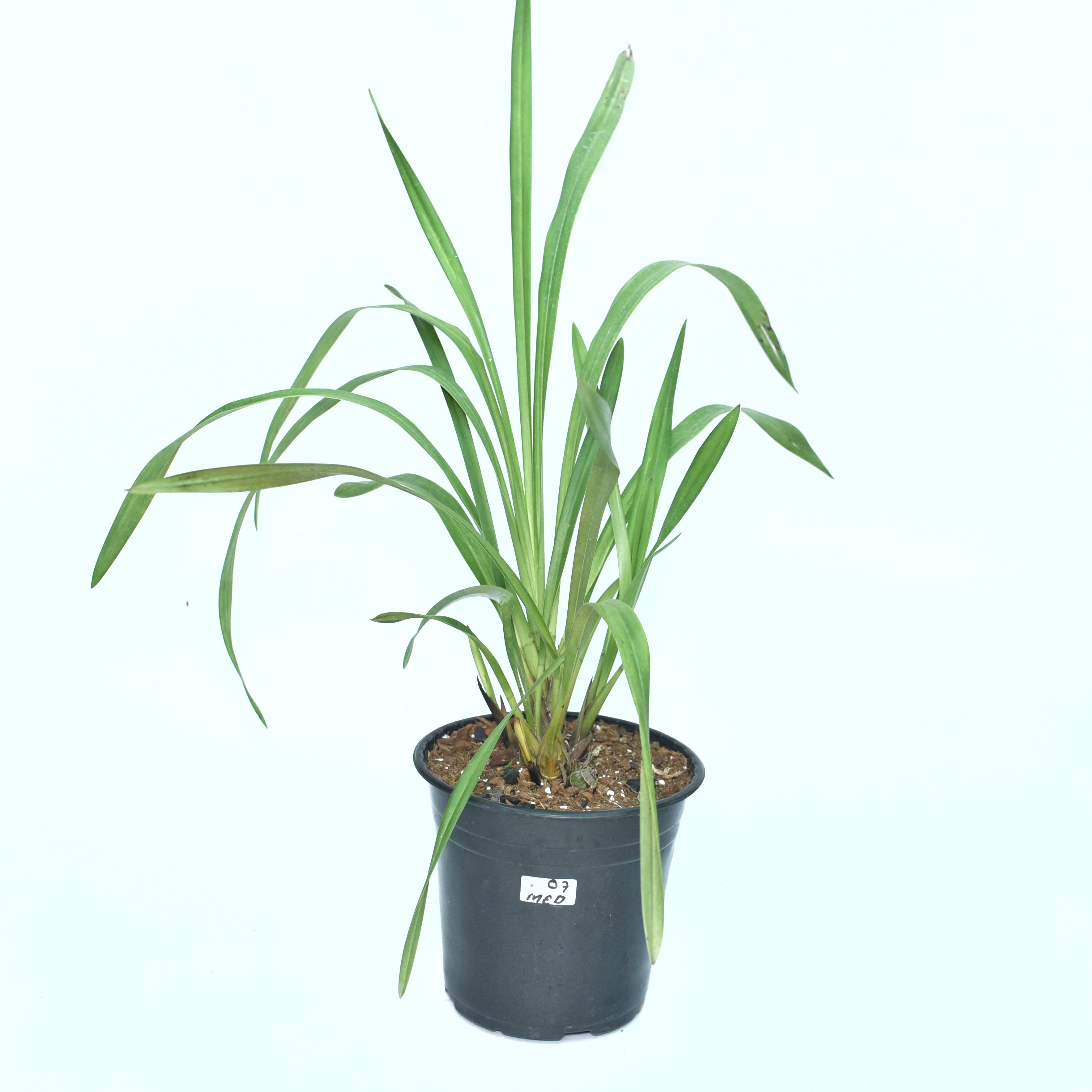 Cymbidium Mini Beacon