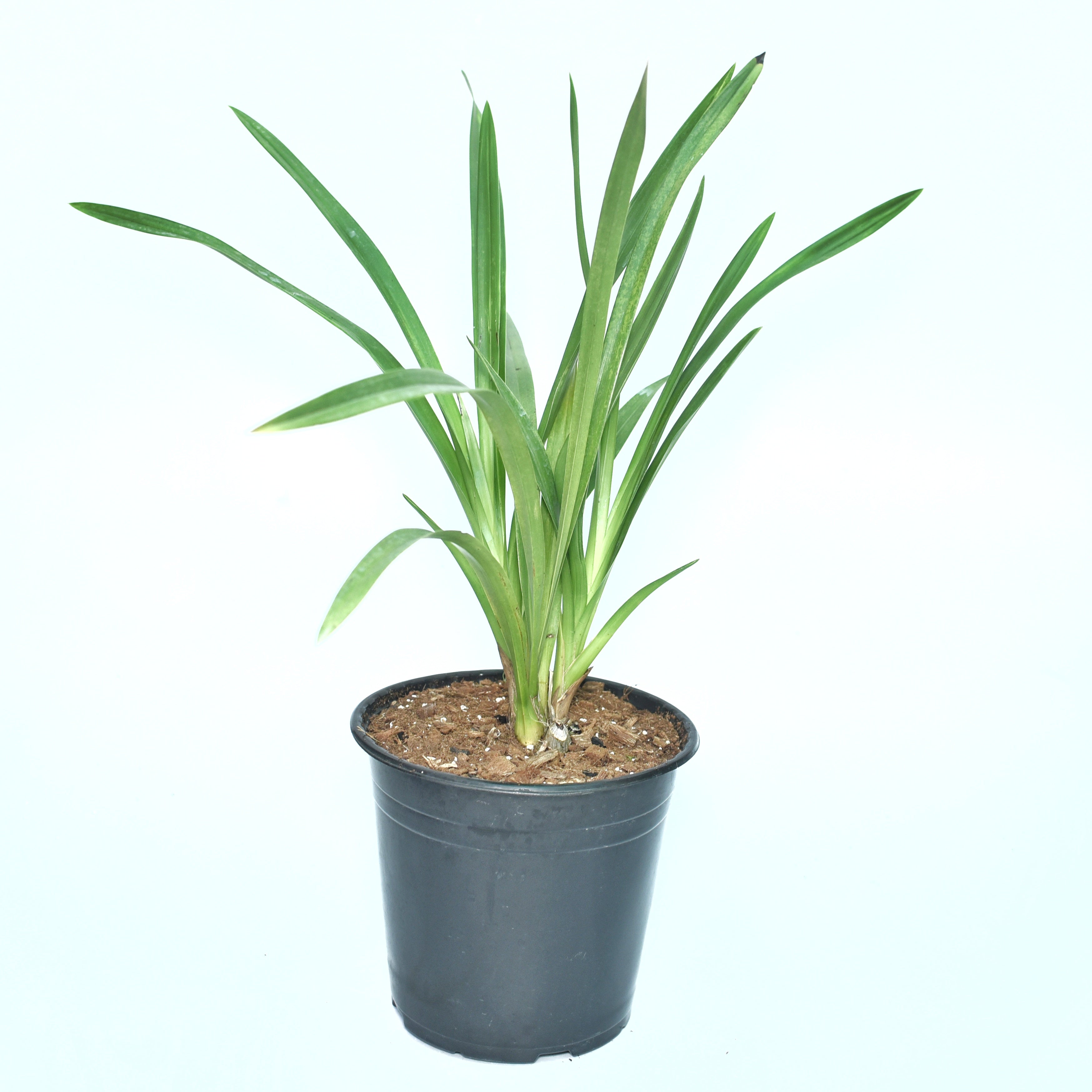 Cymbidium Mini Dream 'Gold Soveriegn'