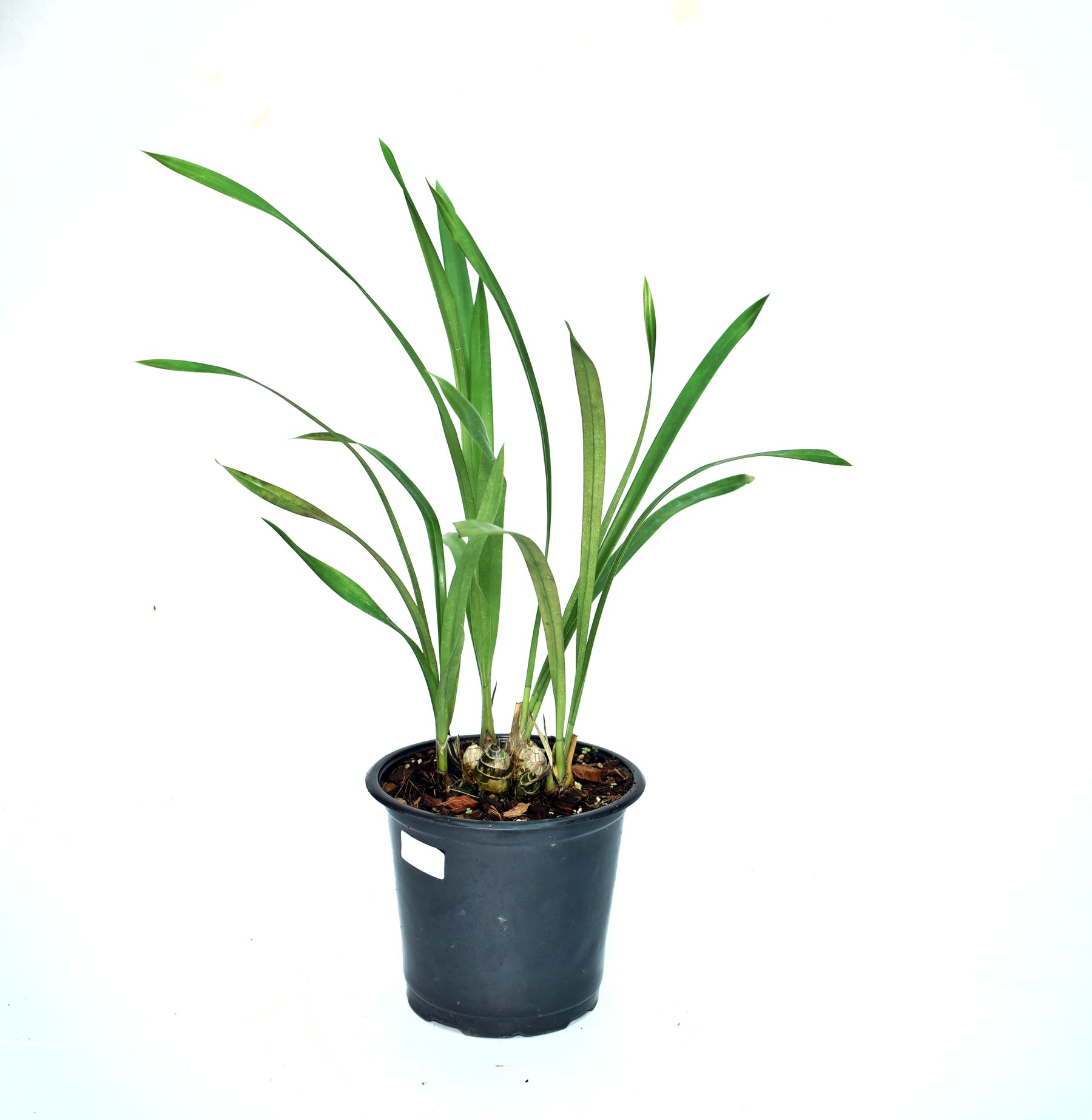 Cymbidium Valley Regent