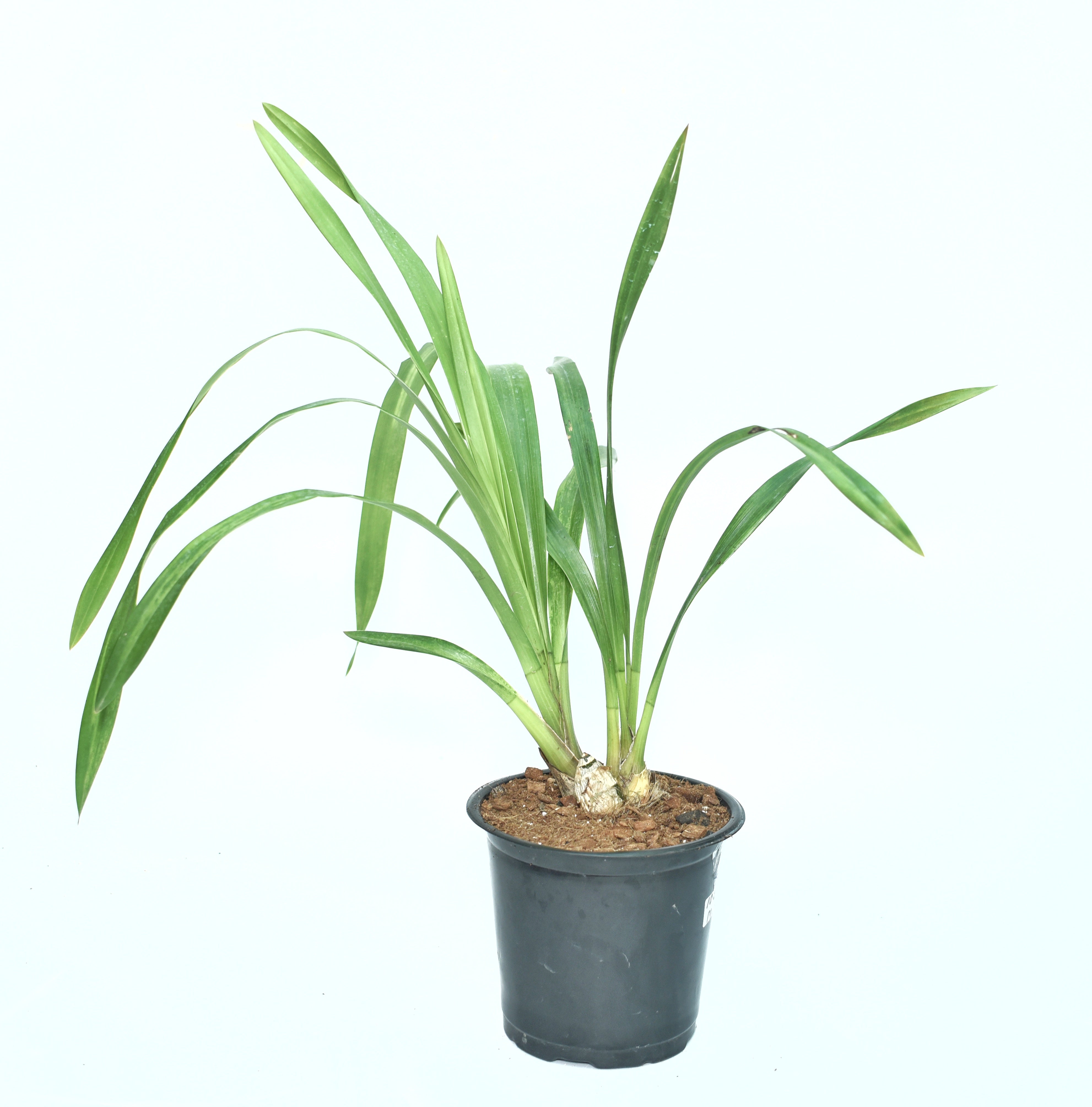 Cymbidium Kuralta Park ‘Tennyson’