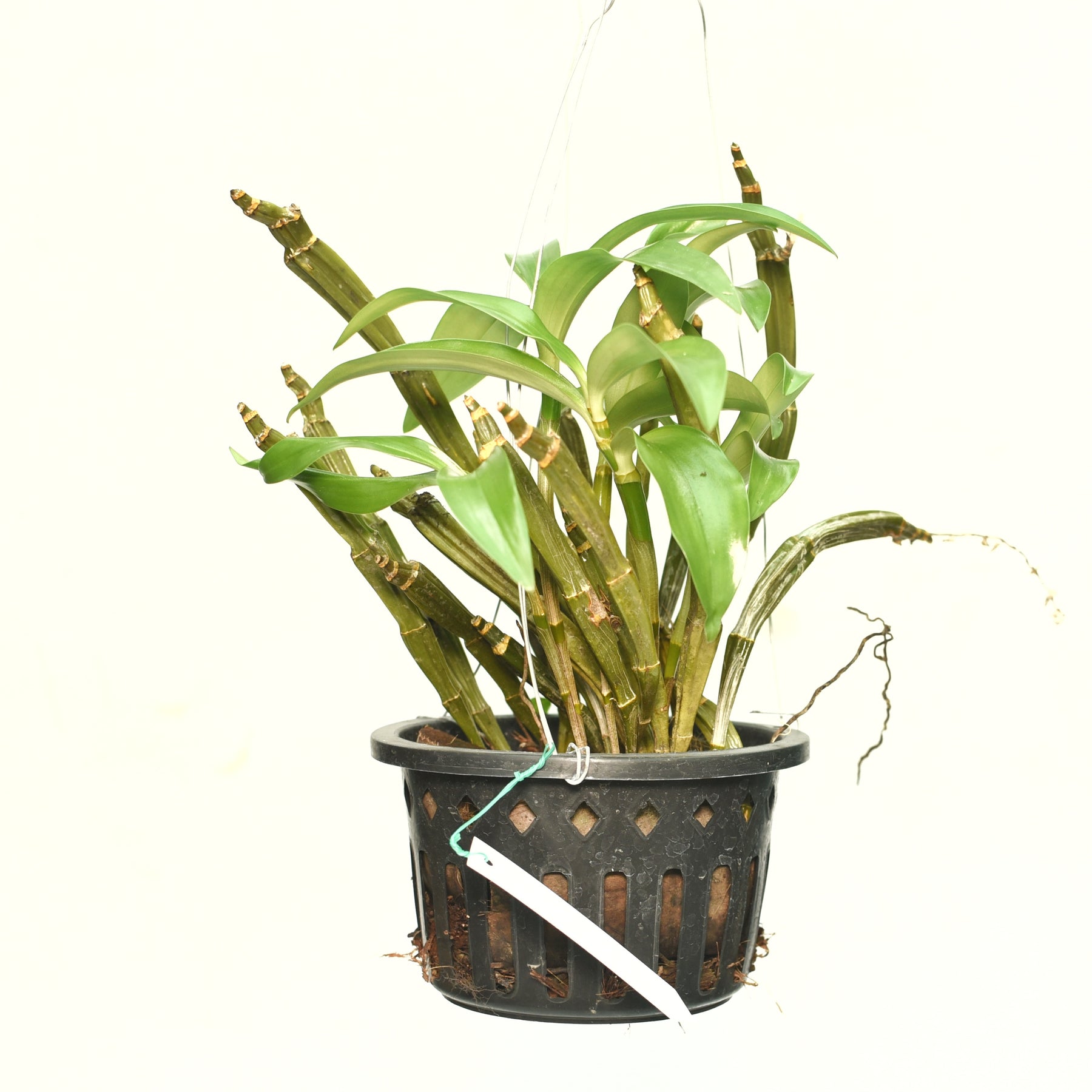 Dendrobium Densiflorum