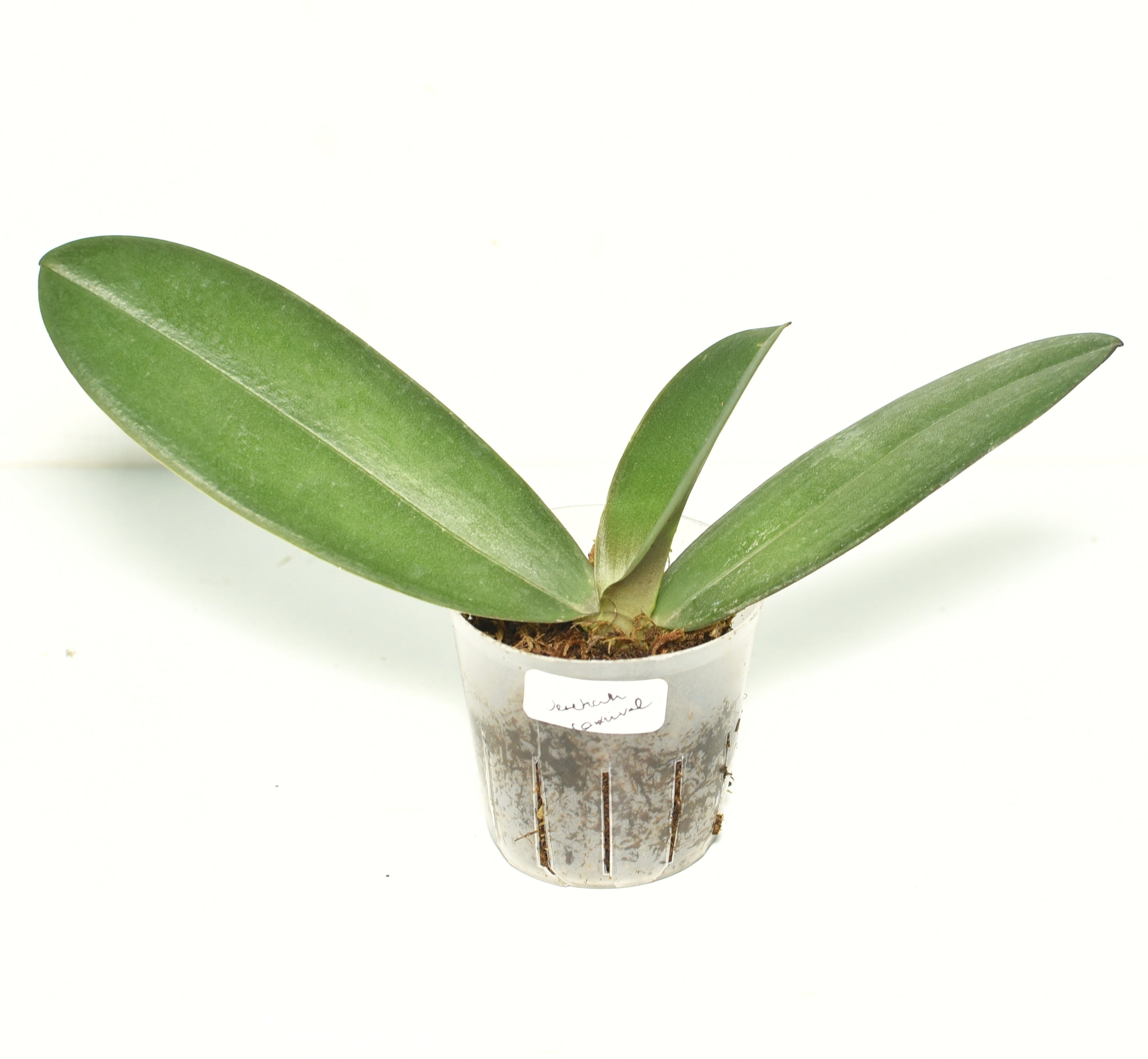 Phalaenopsis Venetian Carnival