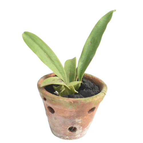 Rhyncattleanthe Jin Pin