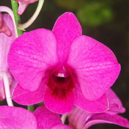 Dendrobium Miss Asian