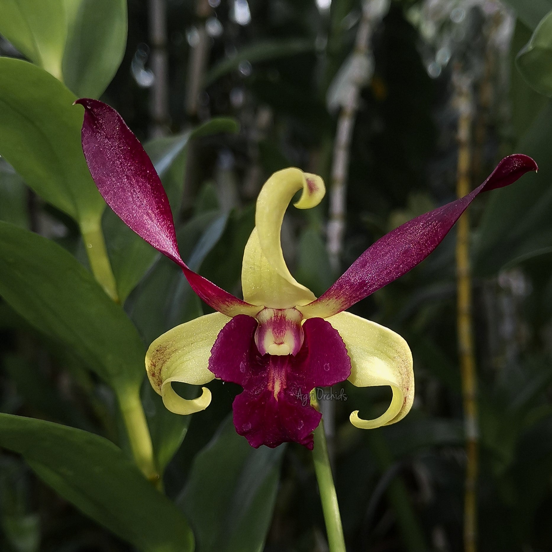 Dendrobium Carol Goo Twisted