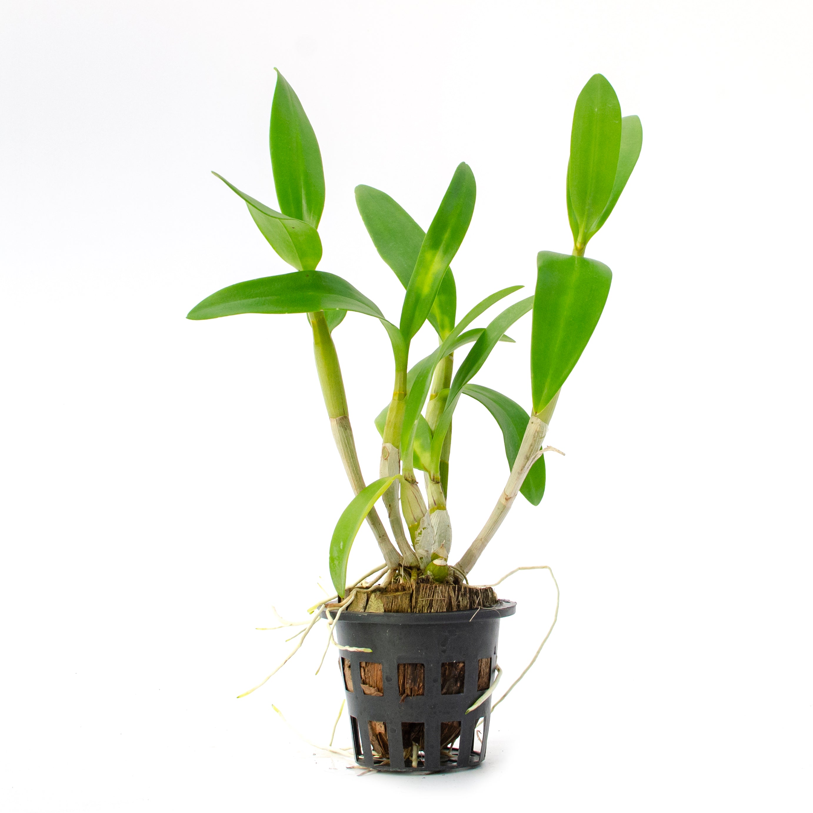 Dendrobium Sakda Gold Orchid Live Plant - Bring the Beauty of Golden Yellow Blooms to Your Indoor Garden