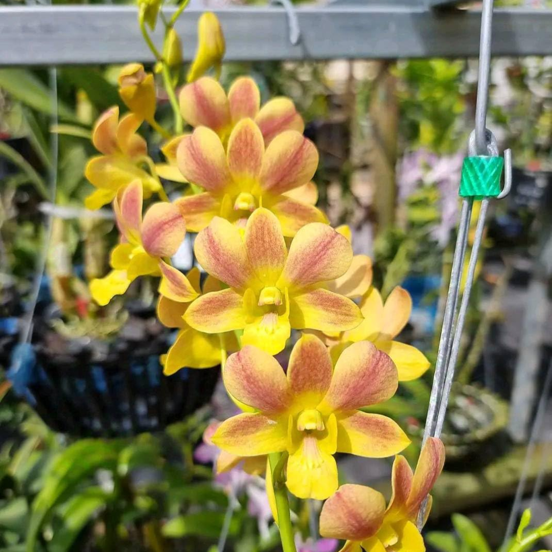 Dendrobium Burana Coral orchid flower with yellow petals and coral peach shading, attractive dendrobium bloom for indoor plant decor and orchid lovers