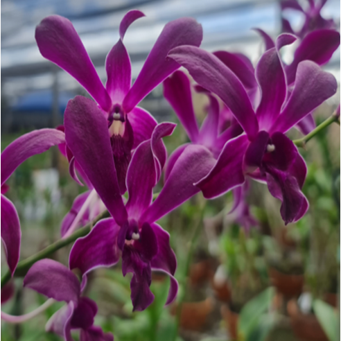 Dendrobium Ceasar Red orchid flower with deep pink red to wine red petals and rich velvety tones