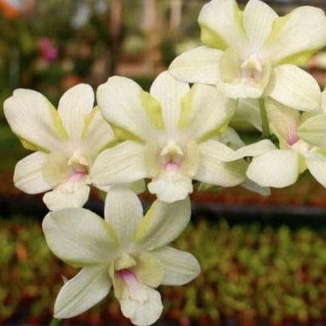 Dendrobium Creamy orchid flower with soft cream white petals and smooth texture, elegant indoor flowering orchid