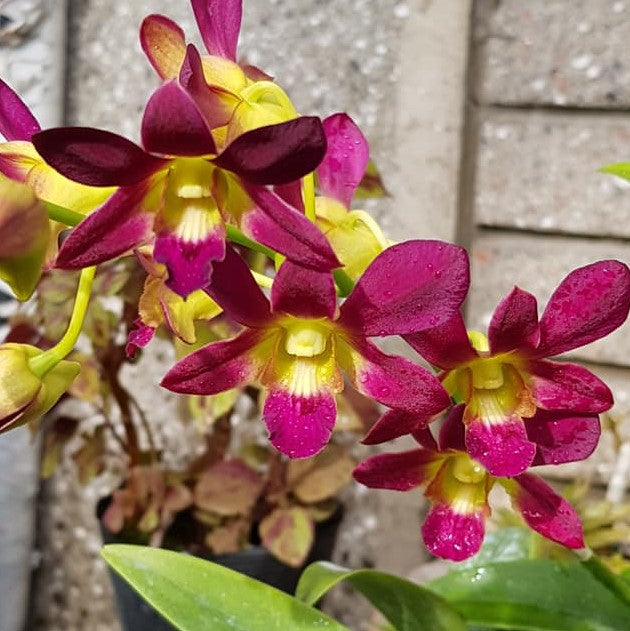 Dendrobium Morning Sun orchid with deep maroon pink petals and bright yellow center, vibrant flowering orchid India