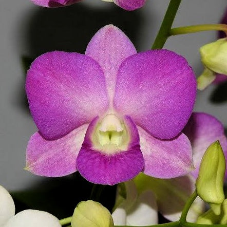 Dendrobium Nopporn Pink orchid flower with bright pink petals and deeper magenta tones, vibrant dendrobium bloom for indoor plant decor and garden