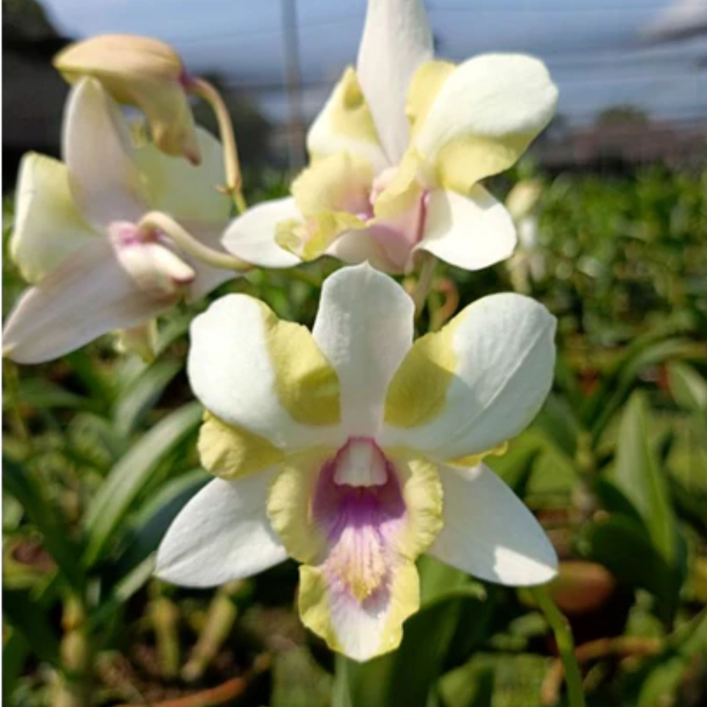 Dendrobium Nopporn Star orchid flower with white petals, soft yellow center and pink purple lip, close up dendrobium bloom, elegant orchid India