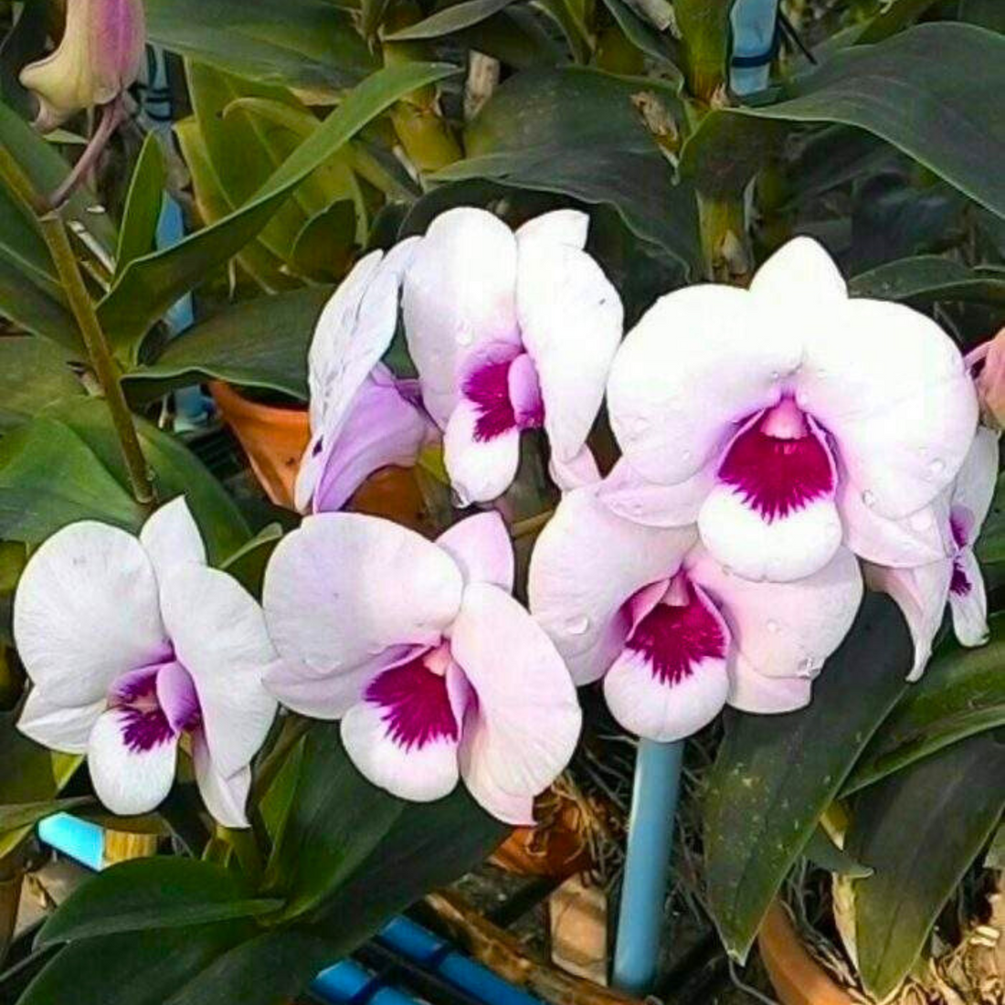 Dendrobium White Diamond orchid flower with pure white petals and clean elegant form, classic white dendrobium bloom for indoor decor