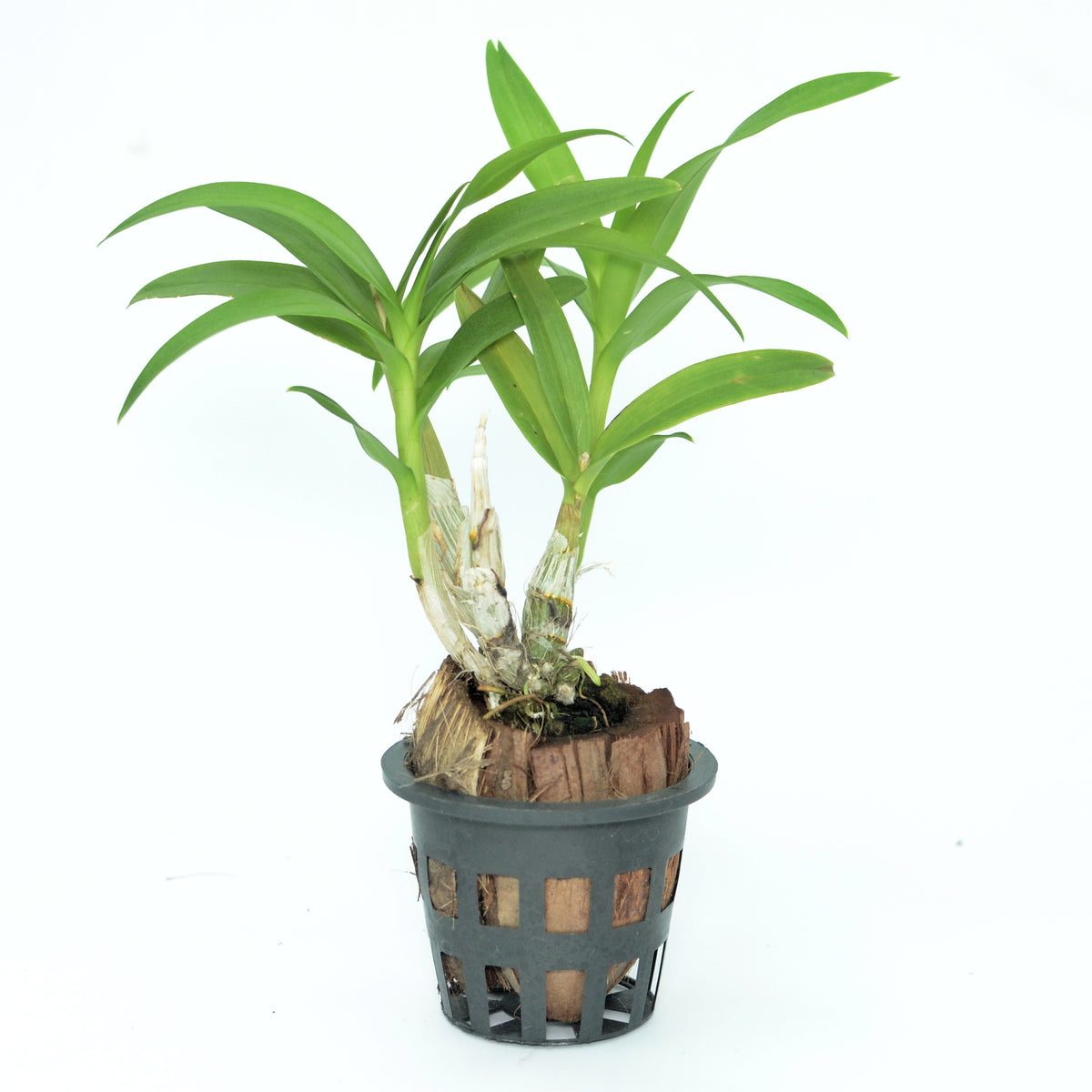 Dendrobium Yaya orchid plant with healthy growth, ideal for growing orchids at home and buying orchid plants online in India