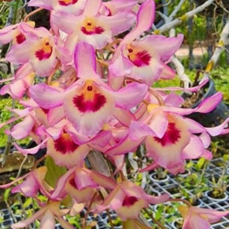 Dendrobium Friedericksianum X Parishii