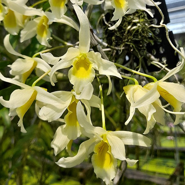 "Hybrid orchid (Dendrobium Jairak Chaste x friedericksianum) x signatum displaying delicate blooms and lush foliage - perfect for orchid enthusiasts - available now on [www.clickorchid.com]."