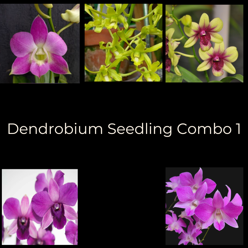 Dendrobium Seedling Combo 1