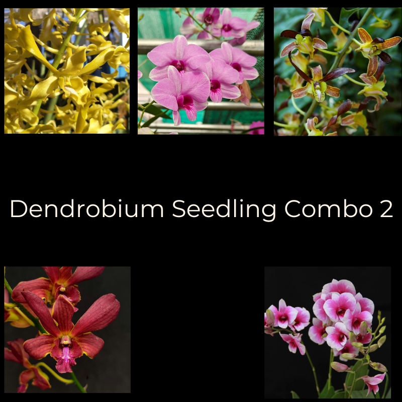 Dendrobium Seedling Combo 2