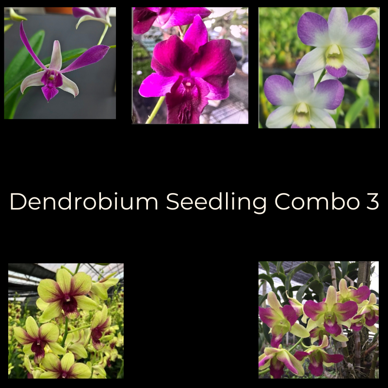 Dendrobium Seedling Combo 3