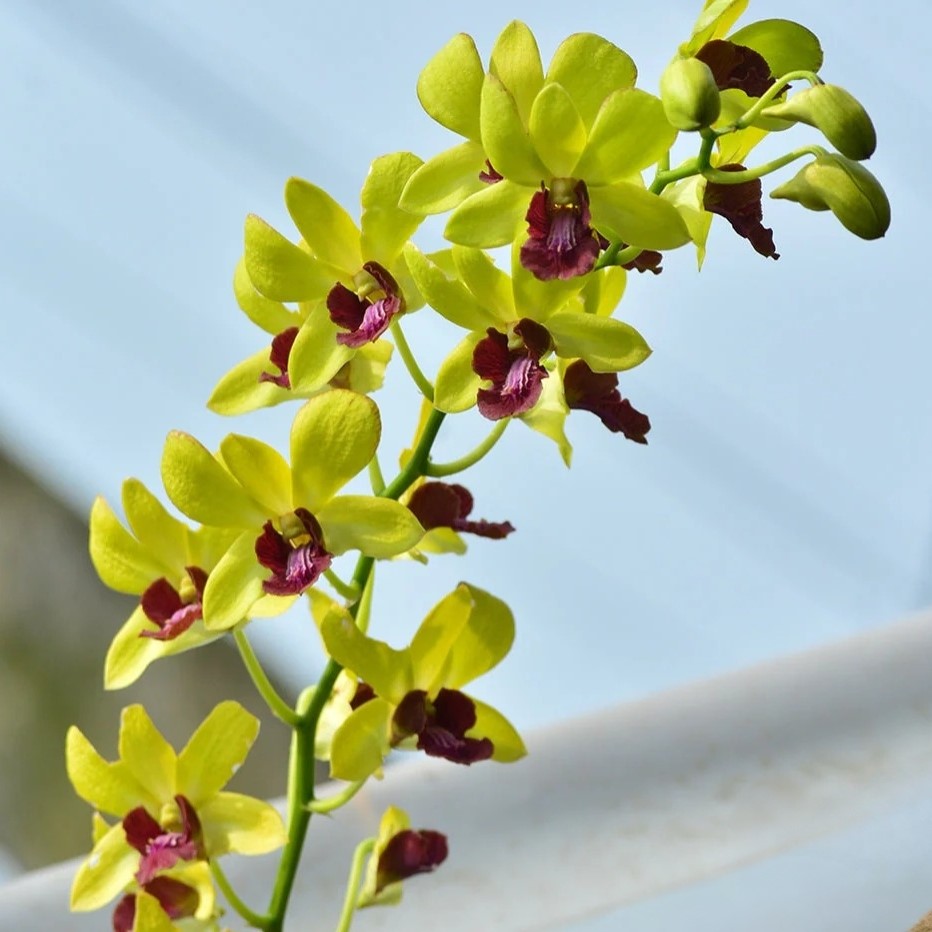 Dendrobium Airy Gold orchid in bloom with soft golden yellow flowers arranged in elegant clusters along upright canes, showing a light airy and graceful tropical orchid display.