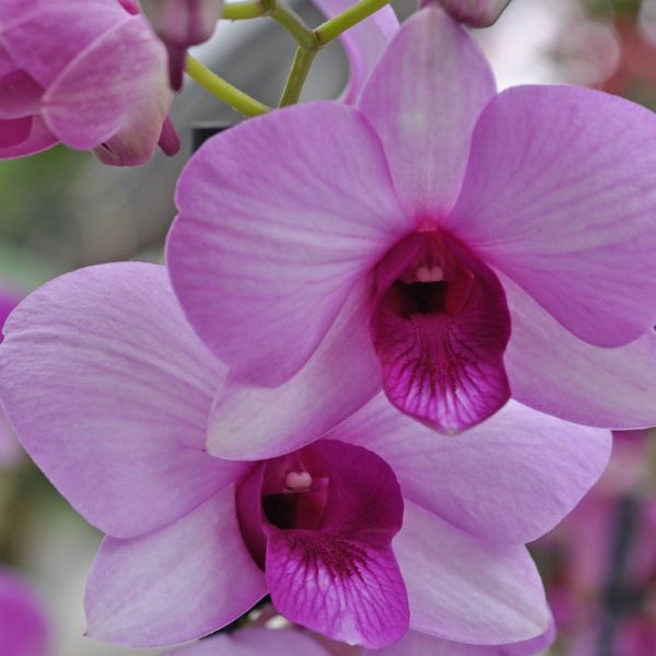 Dendrobium Airy Pink Surprise orchid in bloom featuring soft pastel pink flowers with delicate variations in shade, arranged in airy clusters along tall upright canes, creating an elegant tropical display.
