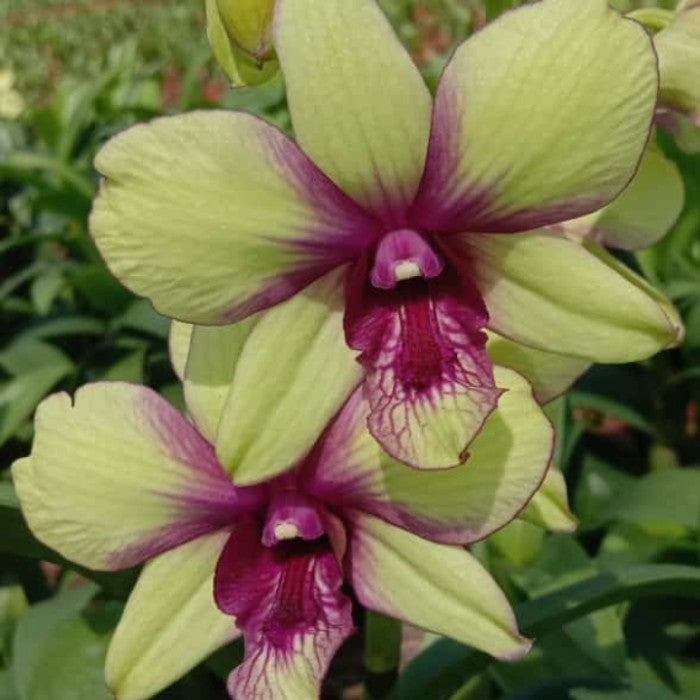 Dendrobium Anucha Flare x Burana Green orchid flower with greenish yellow petals and subtle red hints