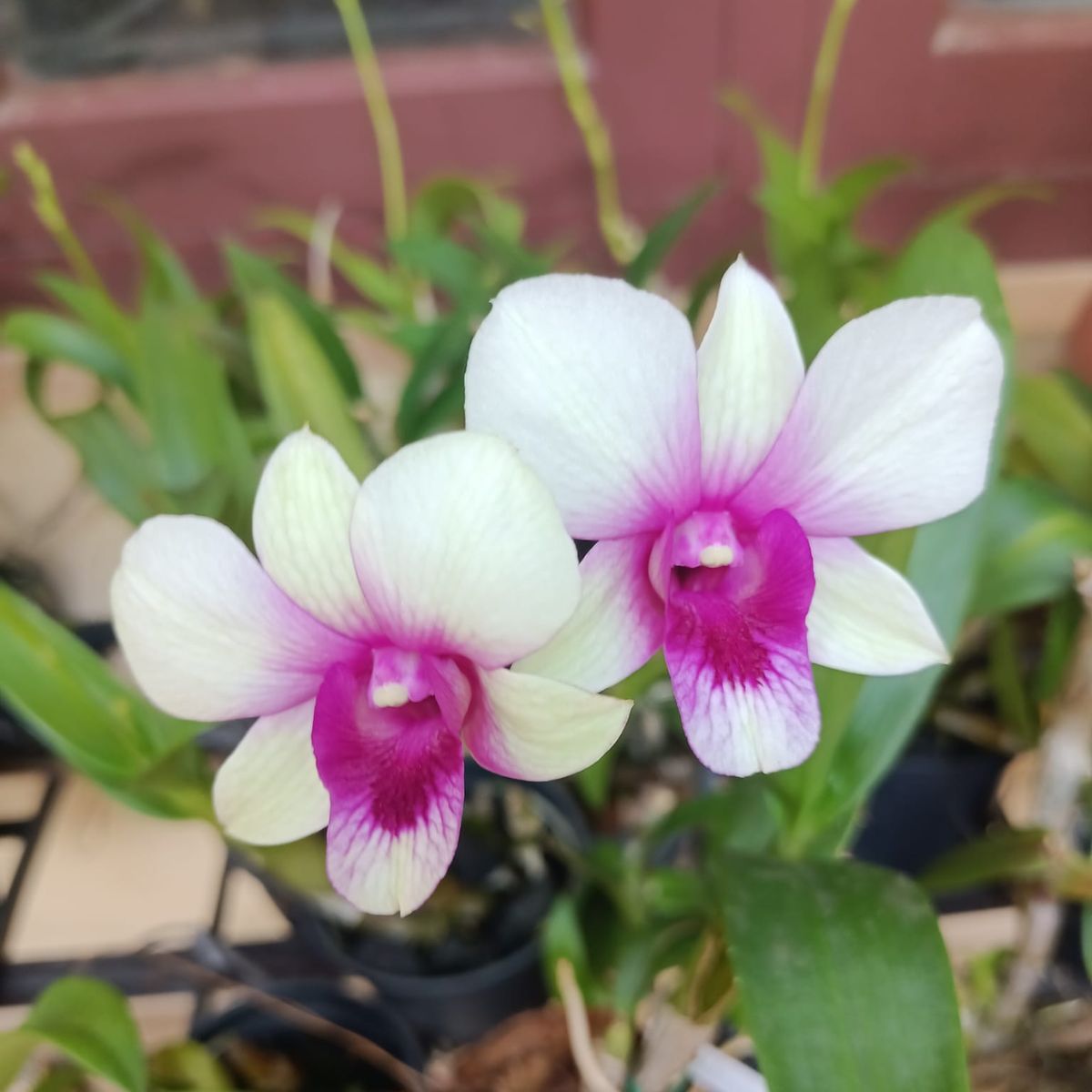 Dendrobium Apichart Rainbow orchid flower with white petals and vibrant pink center, blooming dendrobium orchid India