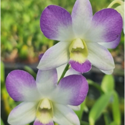 Dendrobium Areedang Blue orchid flower with white petals and lavender blue tips, soft pastel dendrobium bloom for indoor plant decor and home gardening