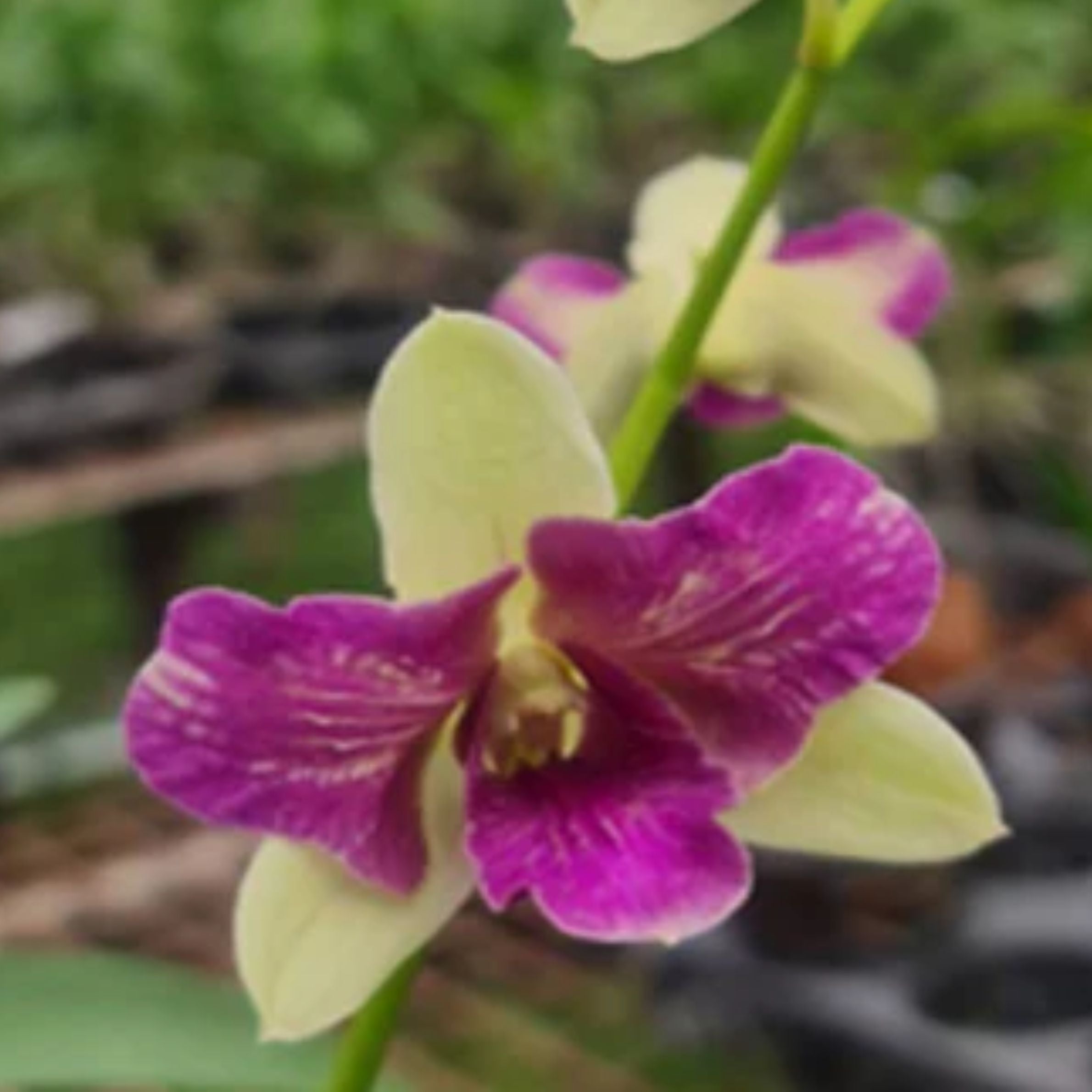 Dendrobium Areedang Blue 3 Lip orchid flower, purple and cream orchid bloom, orchid flowers India.