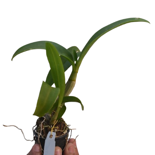 Dendrobium Areedang Blue 3 Lip orchid plant, buy orchid plants online India, healthy dendrobium orchid in pot.