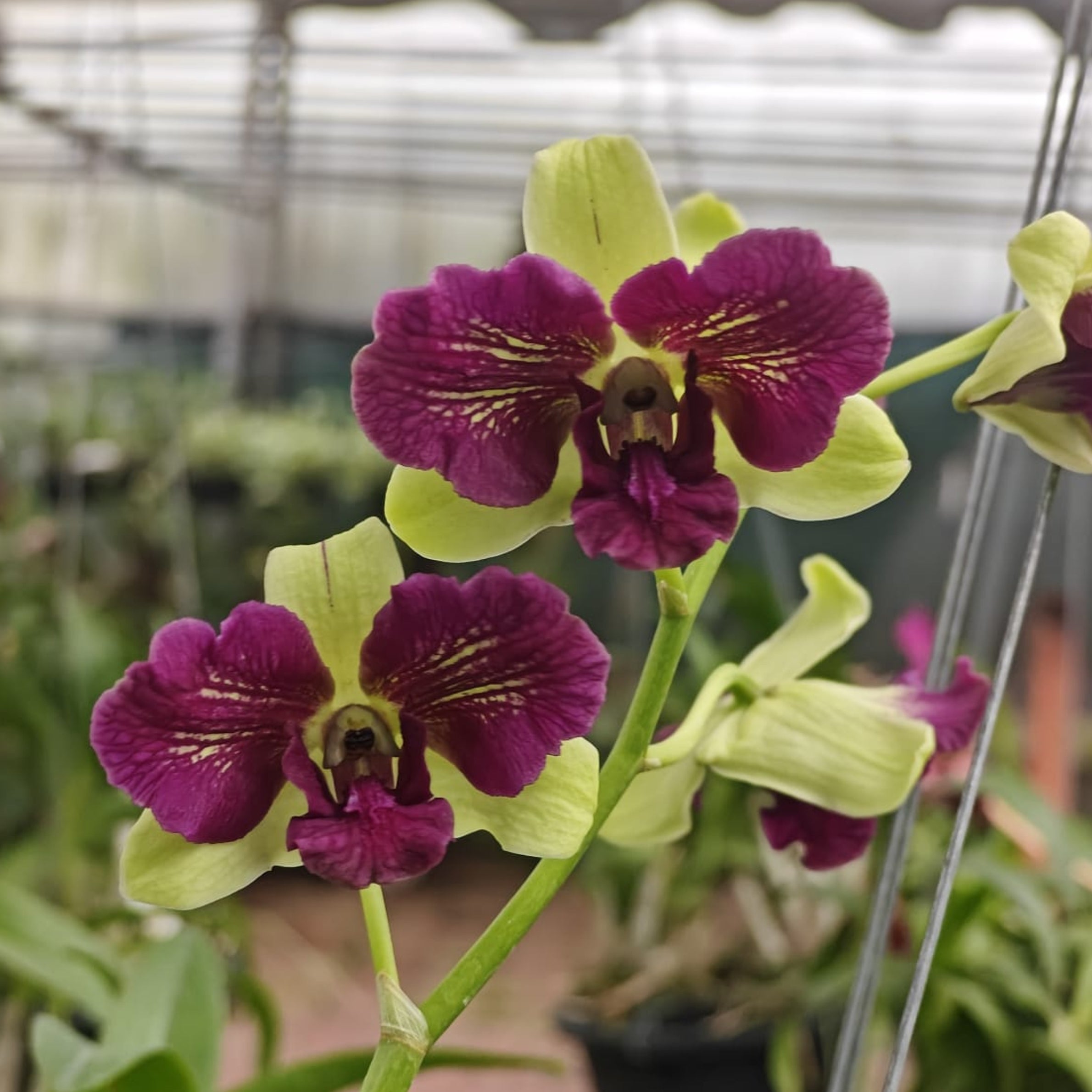 Dendrobium Areedang Blue 3 Lip orchid flower displaying beautiful purple and cream blooms with an attractive patterned lip, a rare and exotic flowering orchid highly sought after by orchid collectors and enthusiasts in India.