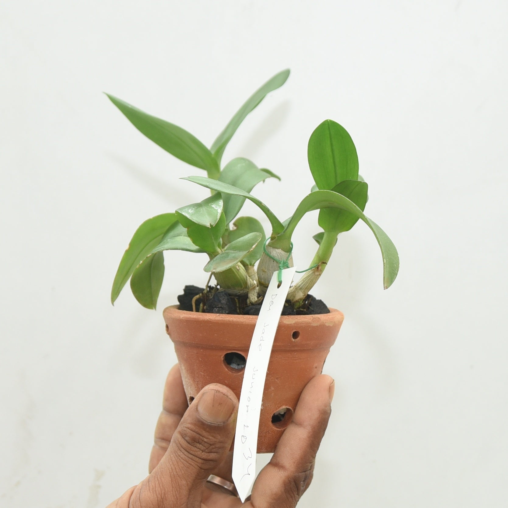 Dendrobium Baby Happy Holidays live orchid plant in a pot with green canes and healthy foliage, easy care indoor plant for home decor, balcony gardening, and gifting