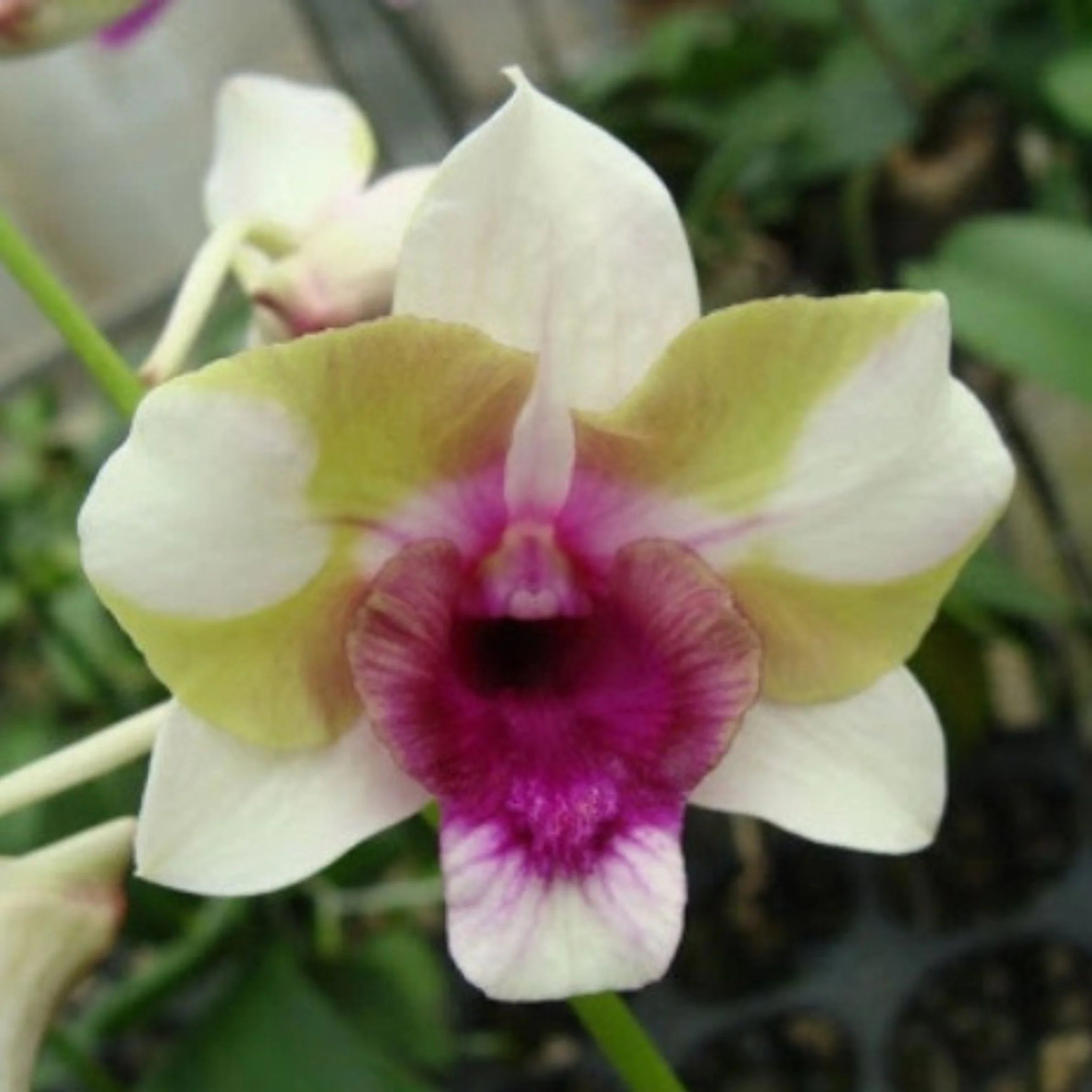 Dendrobium Baby Happy Holidays orchid flower with creamy white and light green petals and bright pink magenta center, decorative indoor flowering orchid