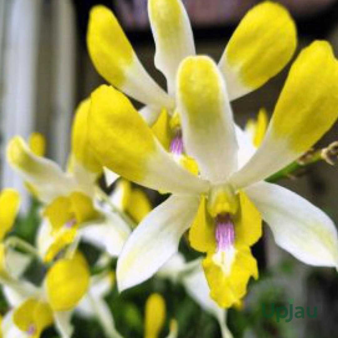 Dendrobium Banana Royal orchid in full bloom featuring vibrant banana yellow flowers arranged in elegant clusters with soft glossy petals, showcasing a bright tropical orchid display.