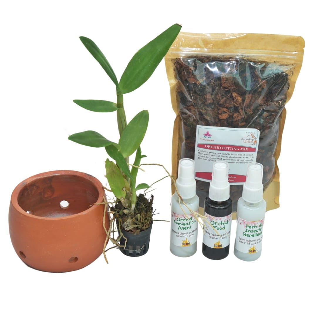 dendrobium potting mix Dendrobium Beginners Kit with Sonia Purple Orchid – Easy Grow Orchid in  India