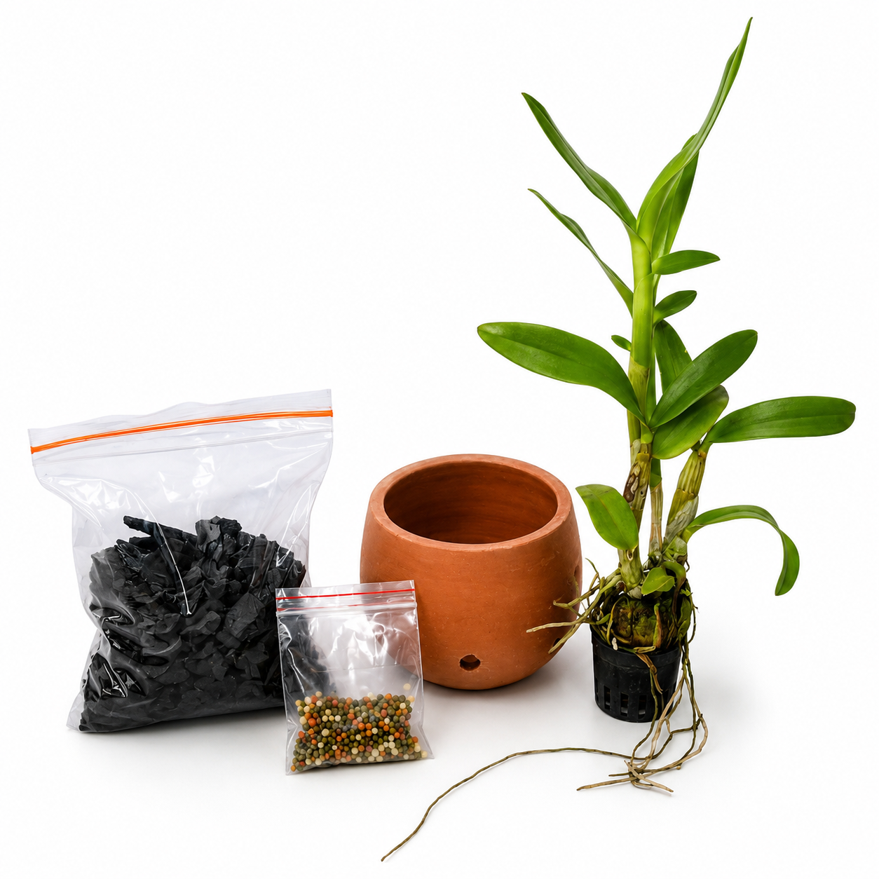 Beginner-friendly Dendrobium Orchid Starter Kit with a healthy Dendrobium orchid plant, clay pot, charcoal potting media, and slow-release fertilizer for easy orchid care.