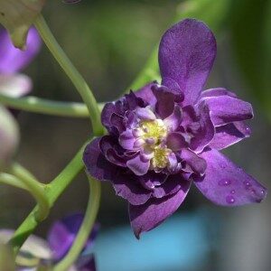 Dendrobium Betty Rose Purple orchid flower with deep violet purple petals and rich color tone, vibrant dendrobium bloom for indoor plant decor and home gardening