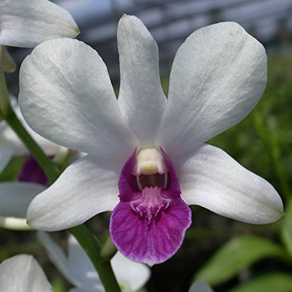 Close-up image of a Dendrobium orchid with white and purple flowers, seedling size in a clay pot.