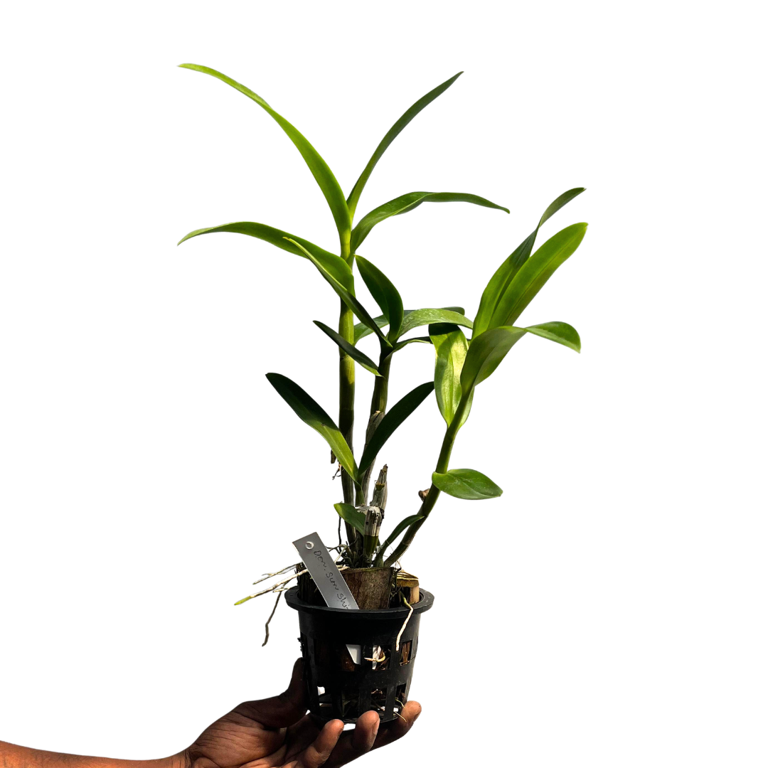 Close-up image of a Dendrobium orchid with white and purple flowers, seedling size in a clay pot.