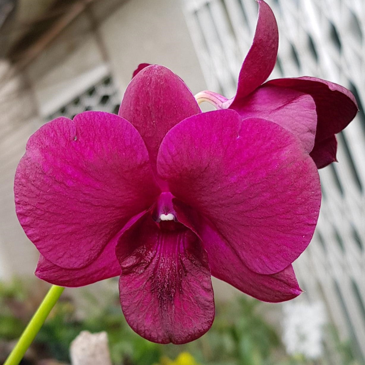 Dendrobium Black Pearl orchid flower with rich magenta to deep pink petals and dark textured lip, vibrant indoor flowering orchid