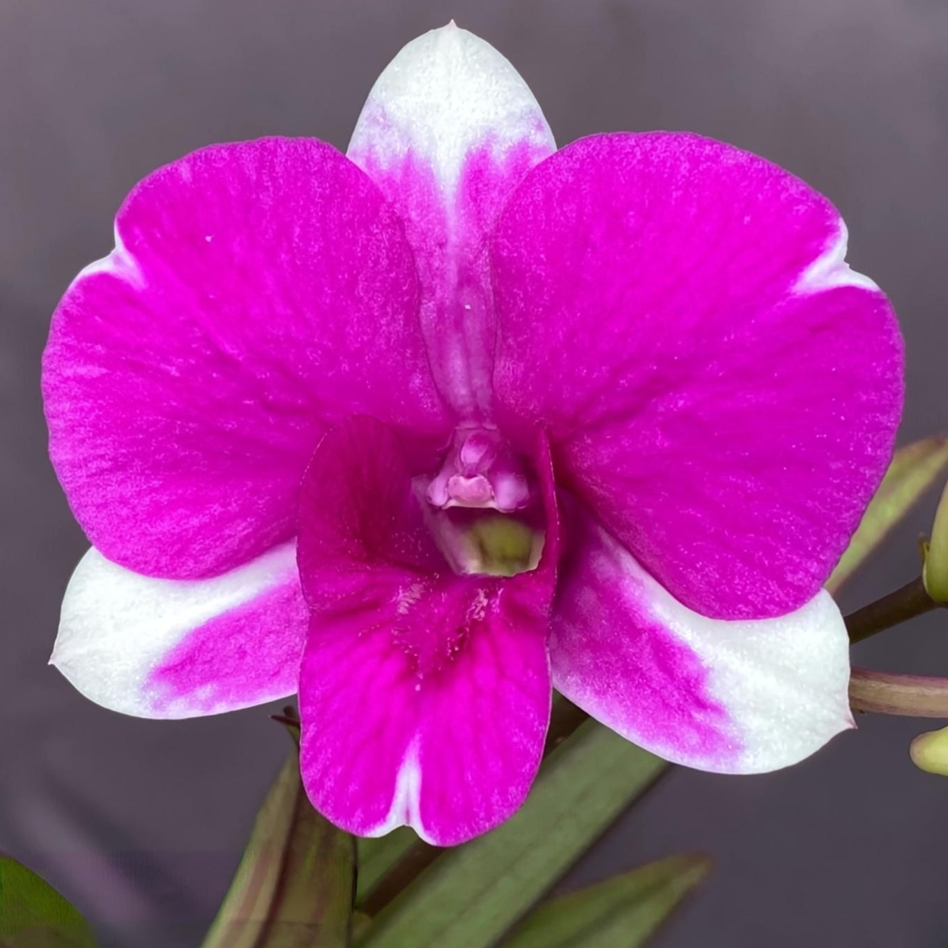 Dendrobium Burana Paragon orchid flower with soft pink to lavender pink petals and elegant clustered blooms, decorative dendrobium orchid