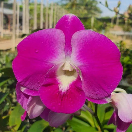 Dendrobium Burana Pearl Pink orchid flower with soft light pink petals, elegant dendrobium bloom