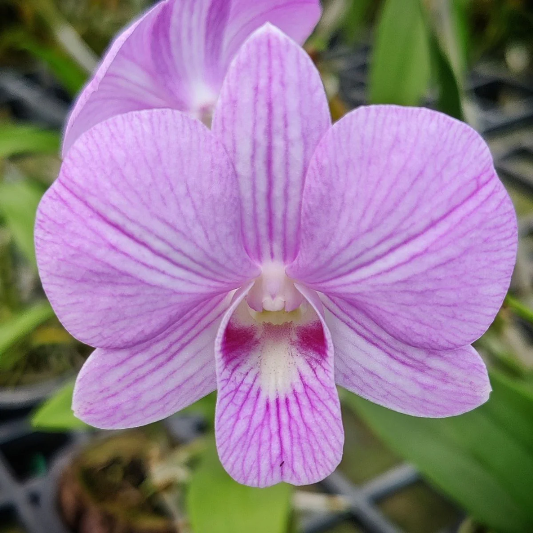 Soft pink Dendrobium Burana orchid flower close-up with delicate petals, blooming dendrobium orchid India