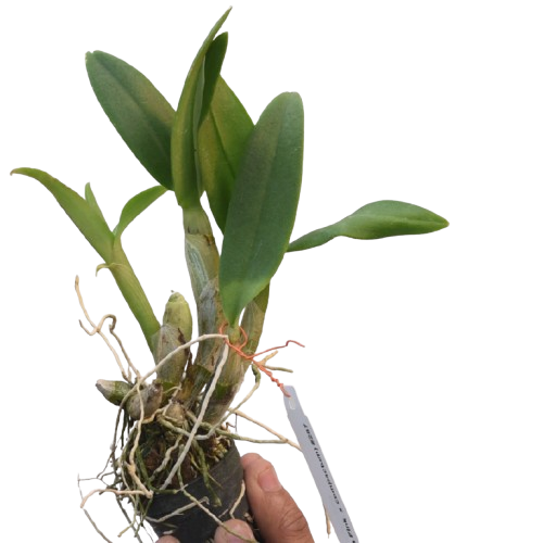 Dendrobium Burana Pink x Compactum live orchid plant without flowers, compact orchid with green canes, ideal indoor plant for home decor and balcony gardening in India