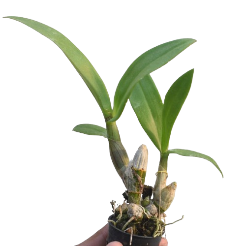 Dendrobium Burana Pinky orchid plant in a pot, healthy indoor orchid plant India for home decor and gifting