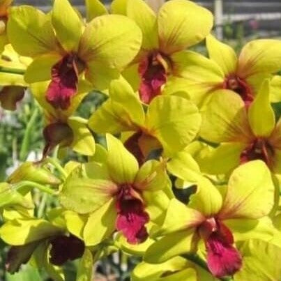 Dendrobium Burana Sunmoon orchid flower with bright yellow petals and deep red center, bold contrast flowering orchid for indoor decor