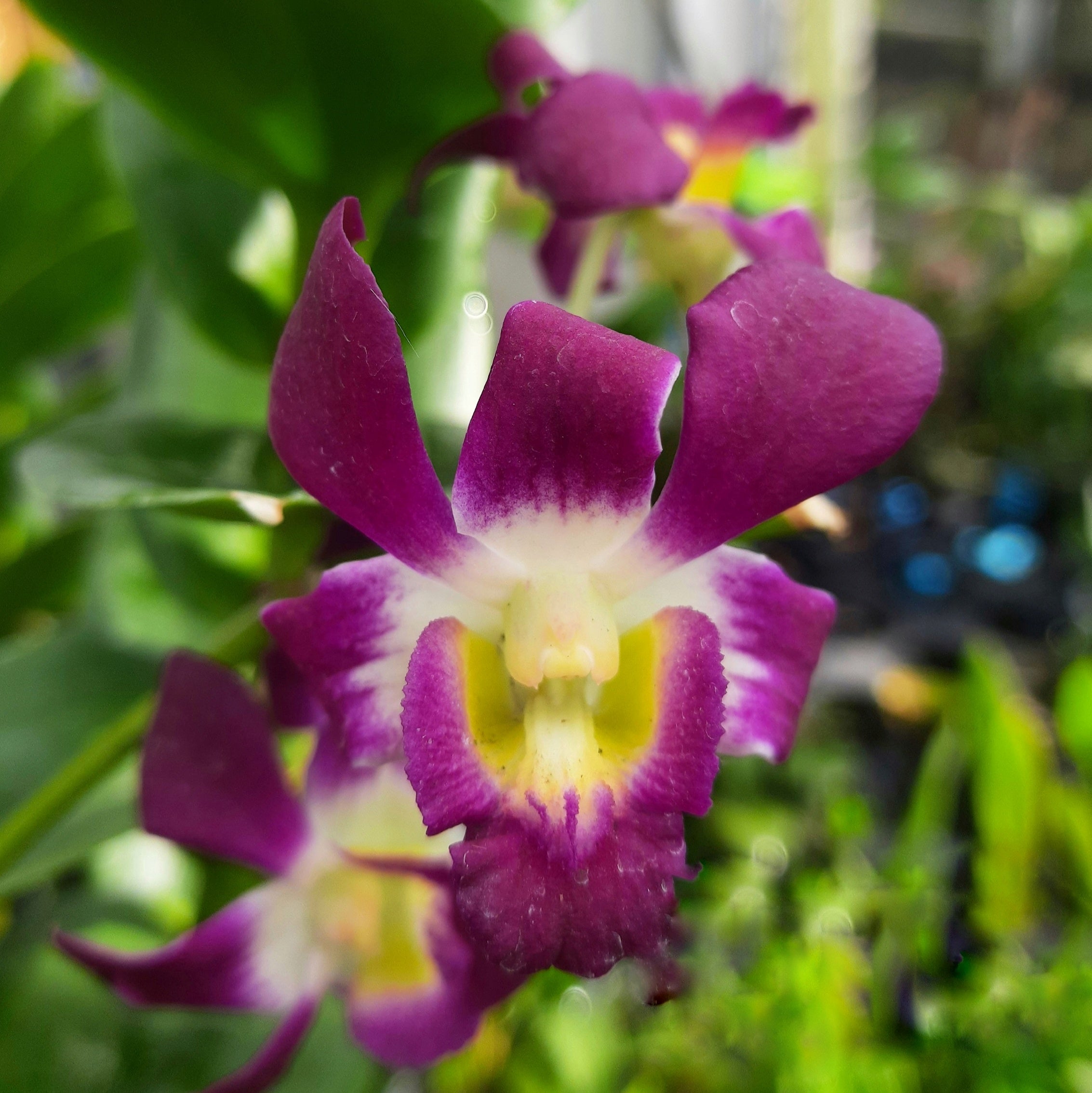 Dendrobium Burana Sunshine orchid flower with deep purple petals and bright yellow center, vibrant dendrobium bloom India