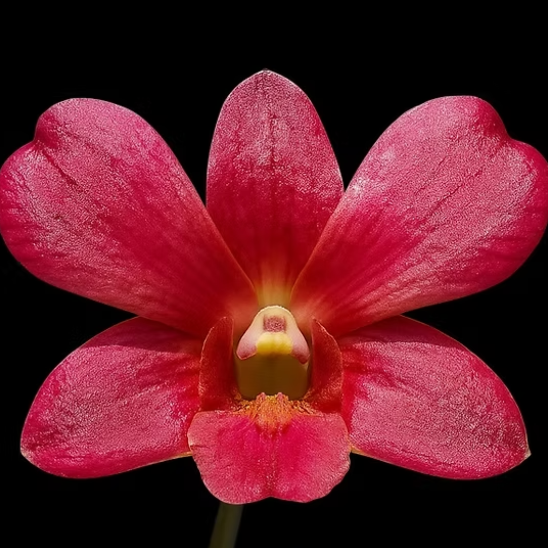 Dendrobium CKAII Sampran Brown orchid flower with rich reddish brown petals and contrasting lip, dendrobium bloom