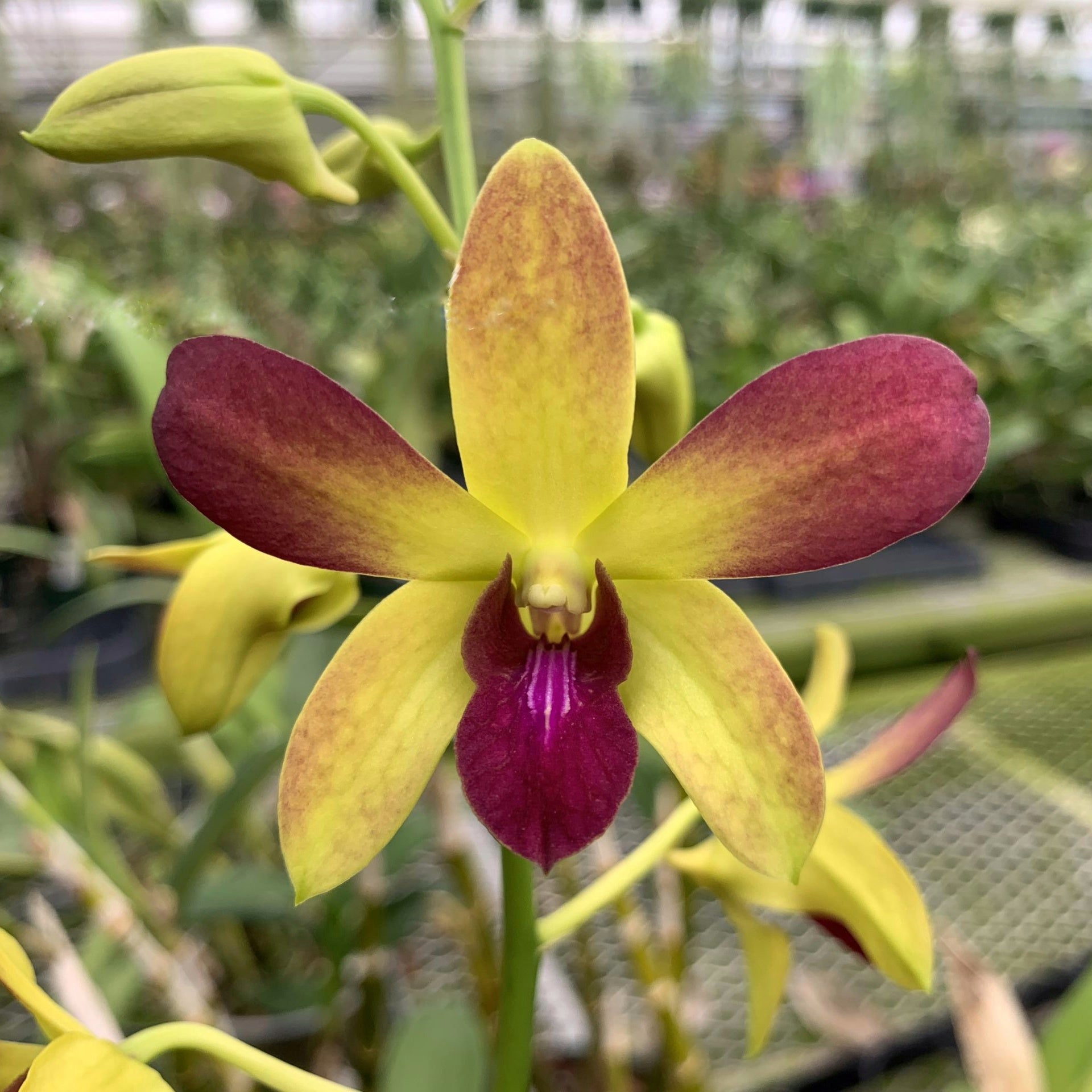 Dendrobium CK Ai x Suriya Gold orchid flower with soft yellow petals, reddish tones, and a deep magenta lip in a star-shaped bloom.